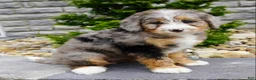 Mini Bernedoodle dogs for sale: Hazel  - Ad 4