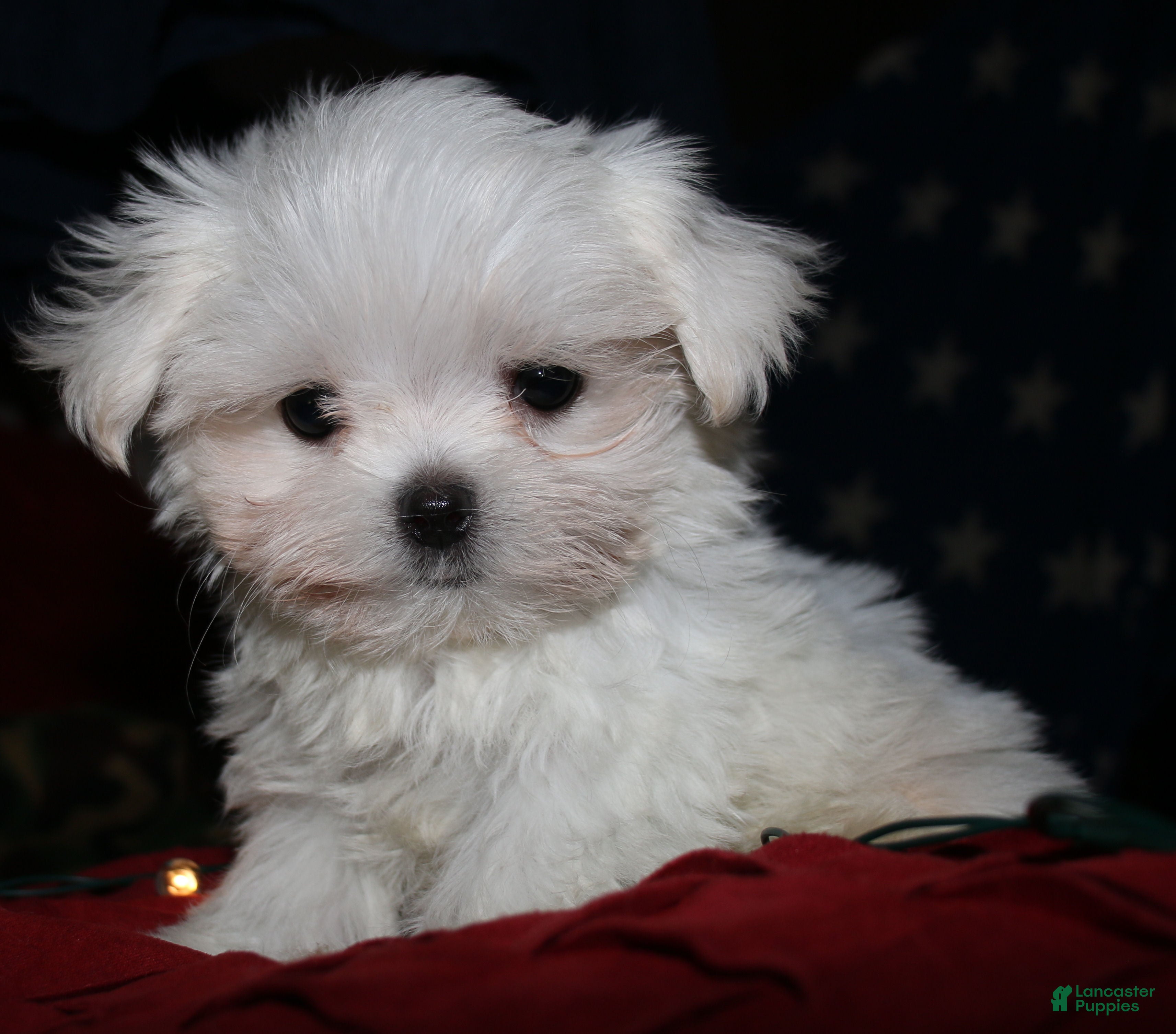 Maltese dogs Myrtle - Ad 1