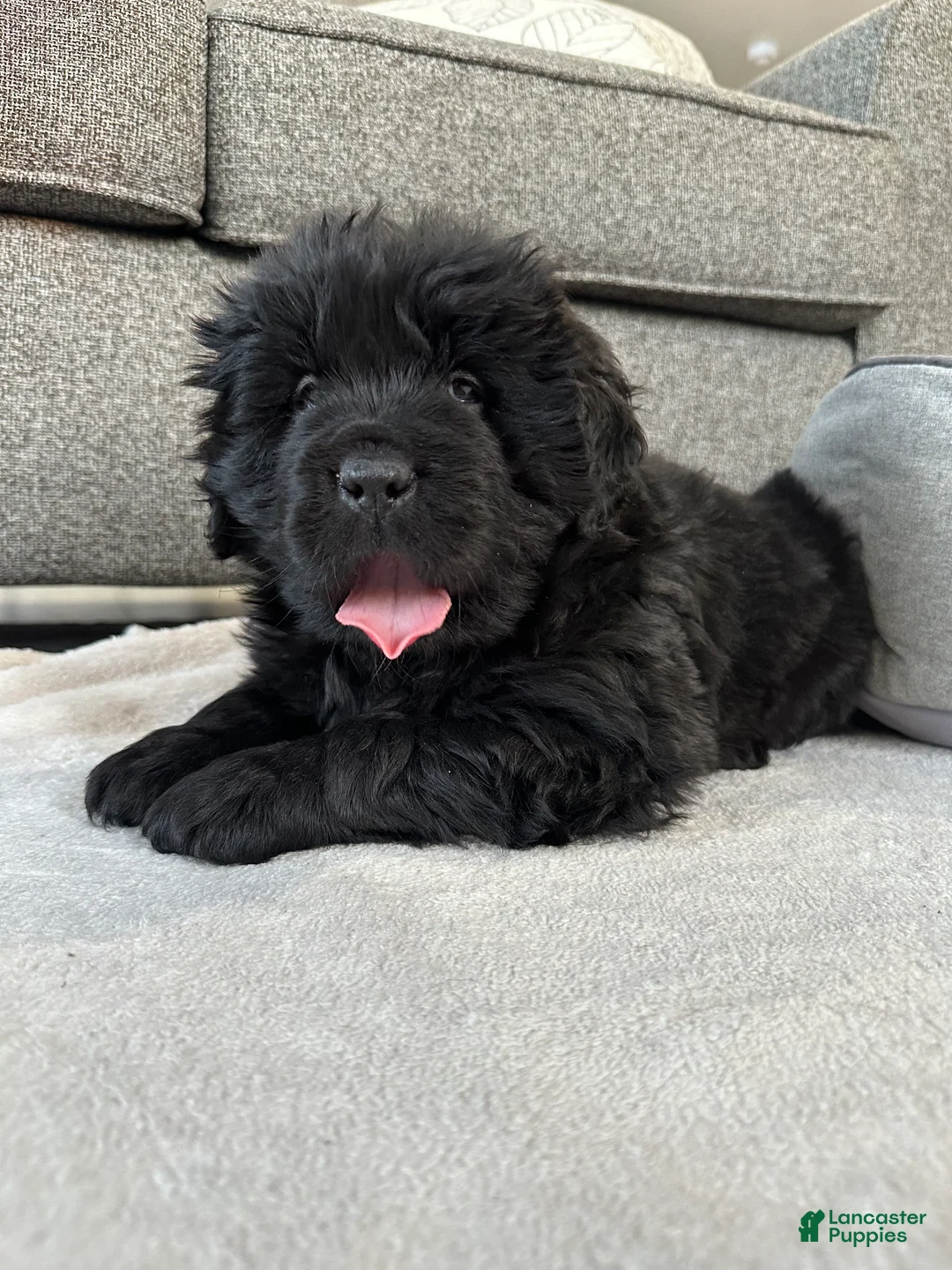 Newfoundland dogs for sale: “ Margo”  - Ad 2