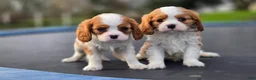 Cavalier King Charles Spaniel dogs for sale: Zion - Ad 3