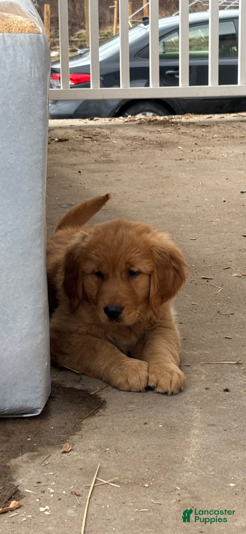 Golden Retriever dogs Melody - Ad 2