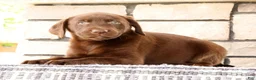 Labrador Retriever dogs for sale: Mindy - Ad 4