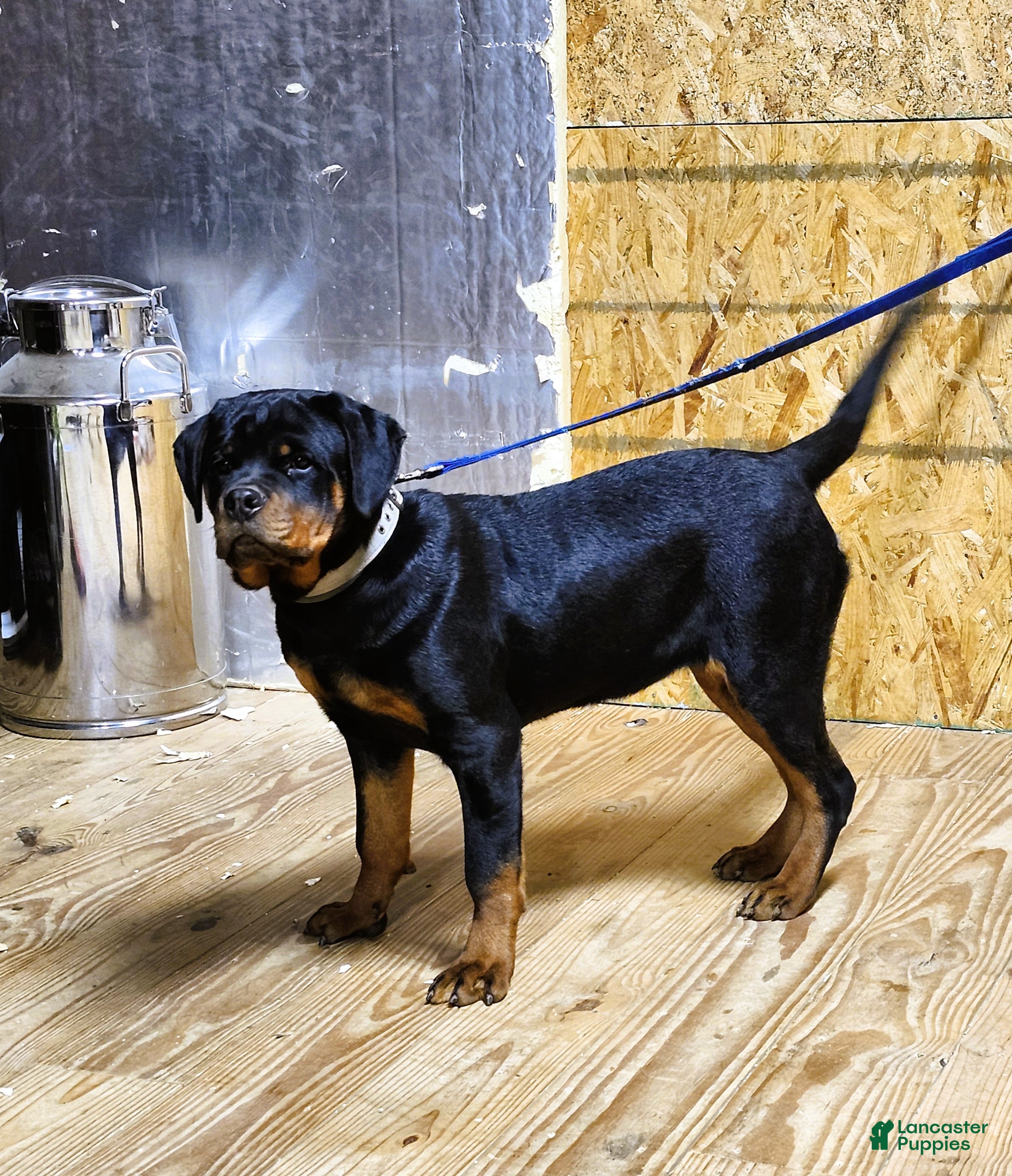 Rottweiler dogs Becky  - Ad 5