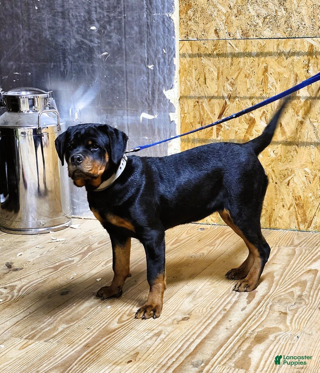 Rottweiler dogs for sale: Becky  - Ad 1