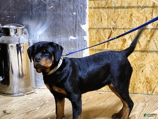 Rottweiler dogs Becky - Ad 1