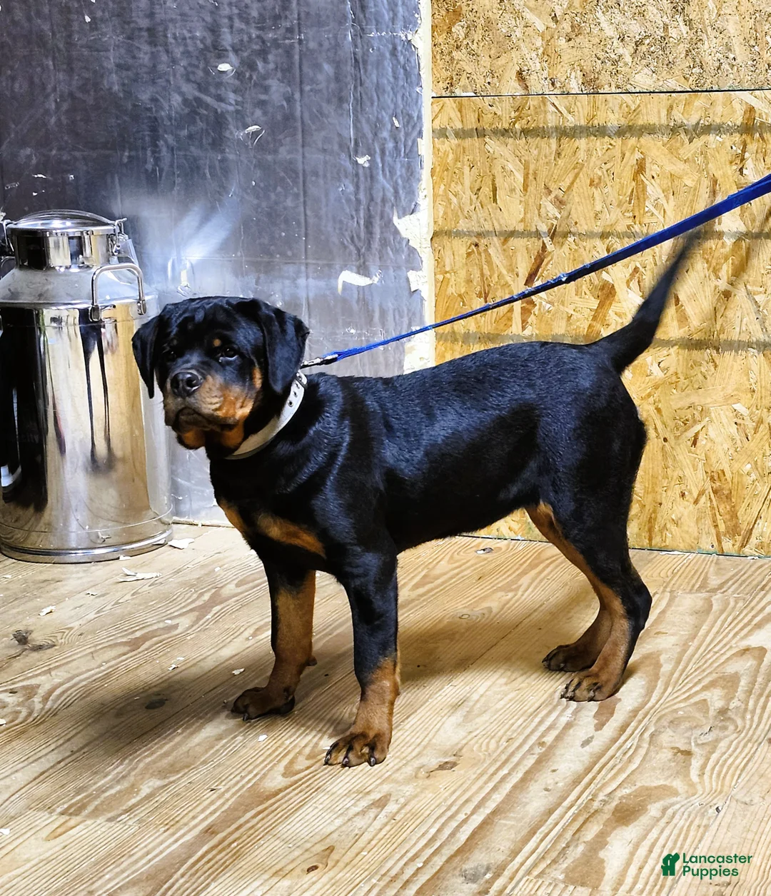 Rottweiler dogs for sale: Becky  - Ad 1