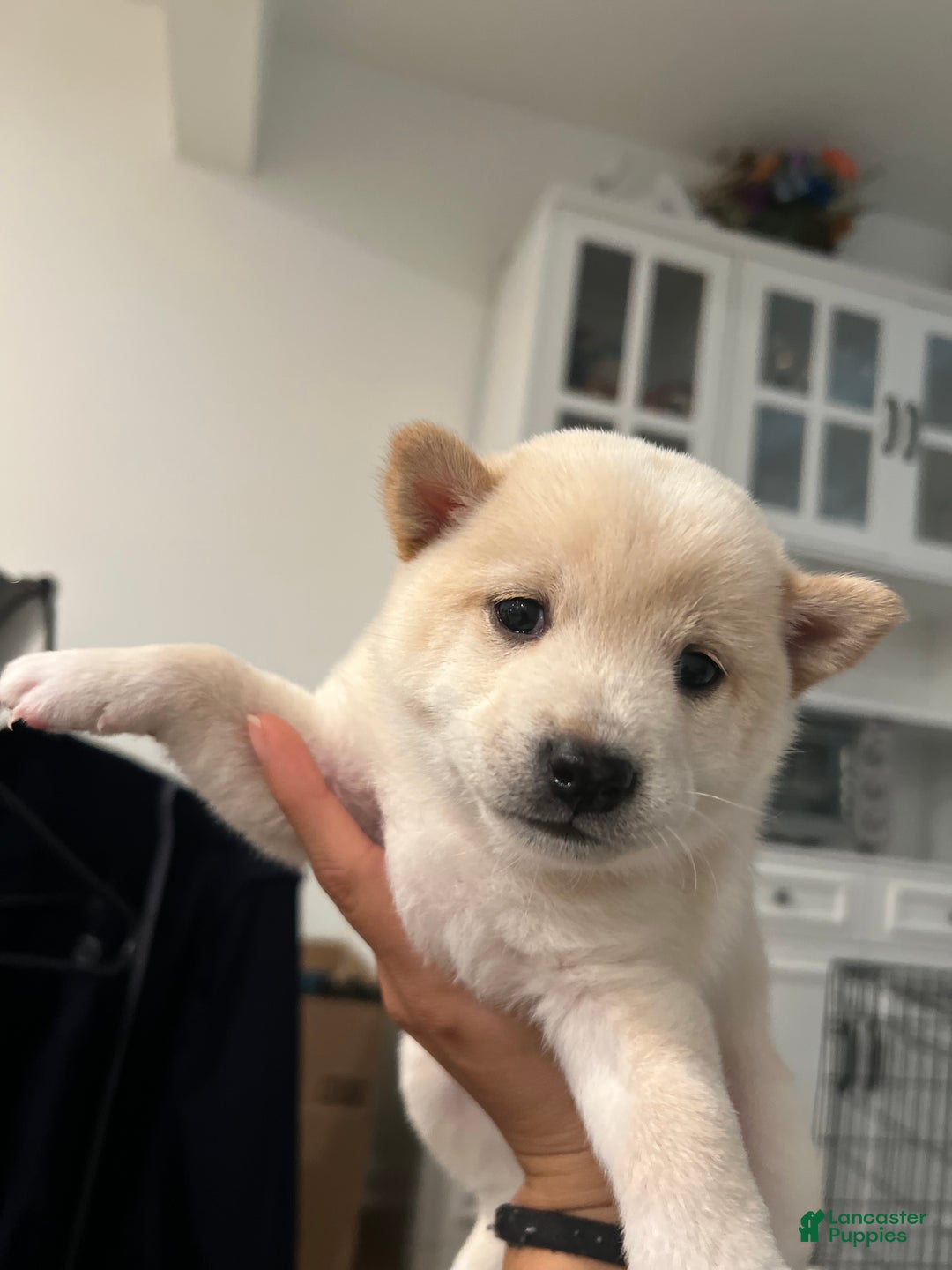 Shiba Inu dogs for sale: Shiba Inu Puppy 2 - Ad 3