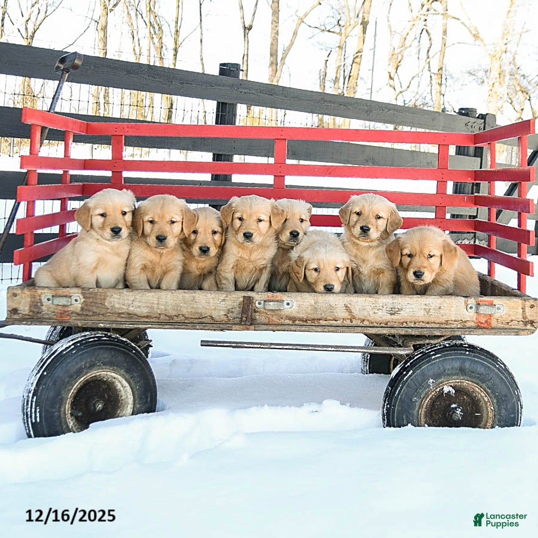 Golden Retriever dogs for sale: Reggie - Ad 3