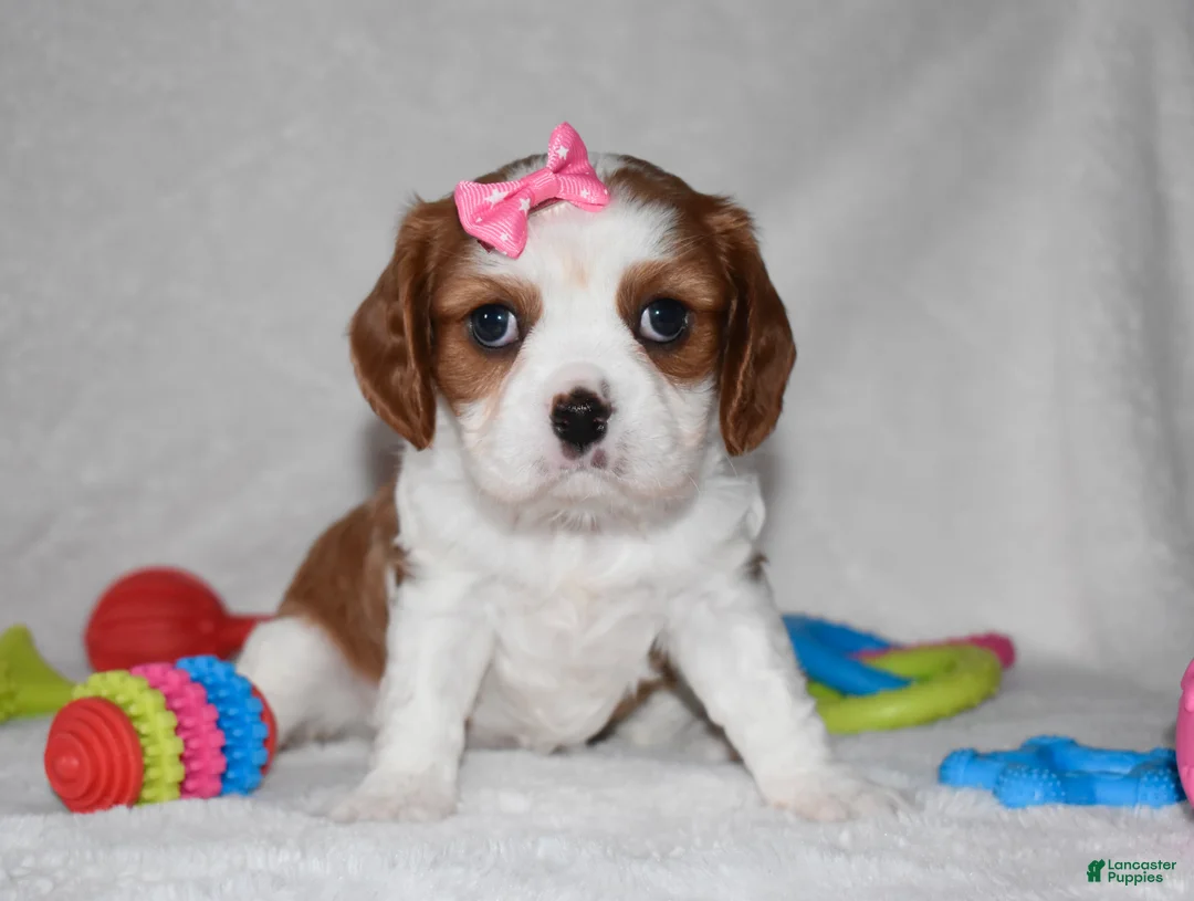 Cavalier King Charles Spaniel dogs for sale: Queenie  - Ad 1