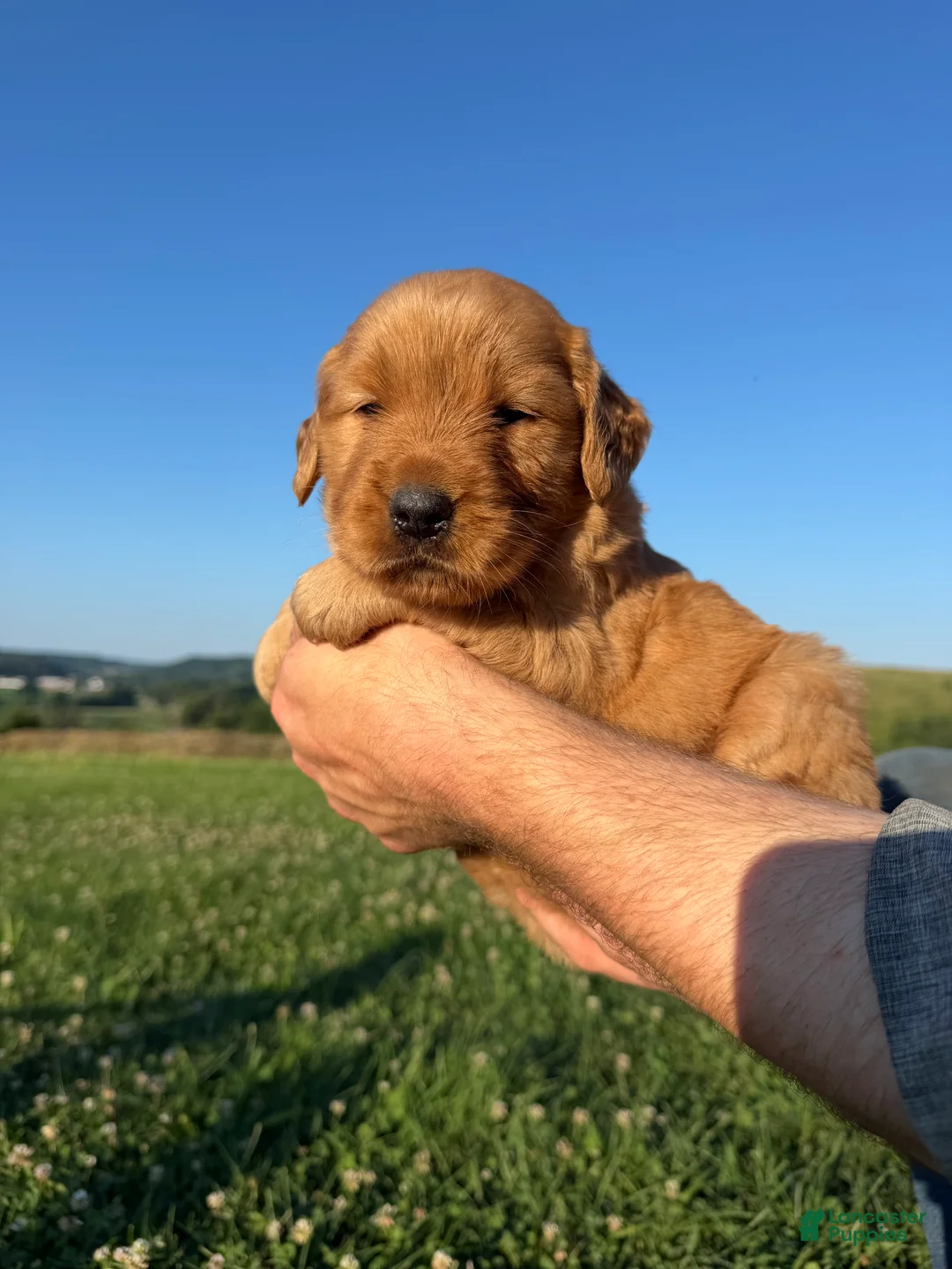Golden Retriever dogs for sale: Goldie - Ad 1