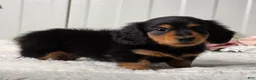 Miniature Dachshund dogs for sale: Bobbie - Ad 6