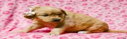 Golden Retriever dogs for sale: Dahlia Golden Retriever Puppy 7 - Ad 5