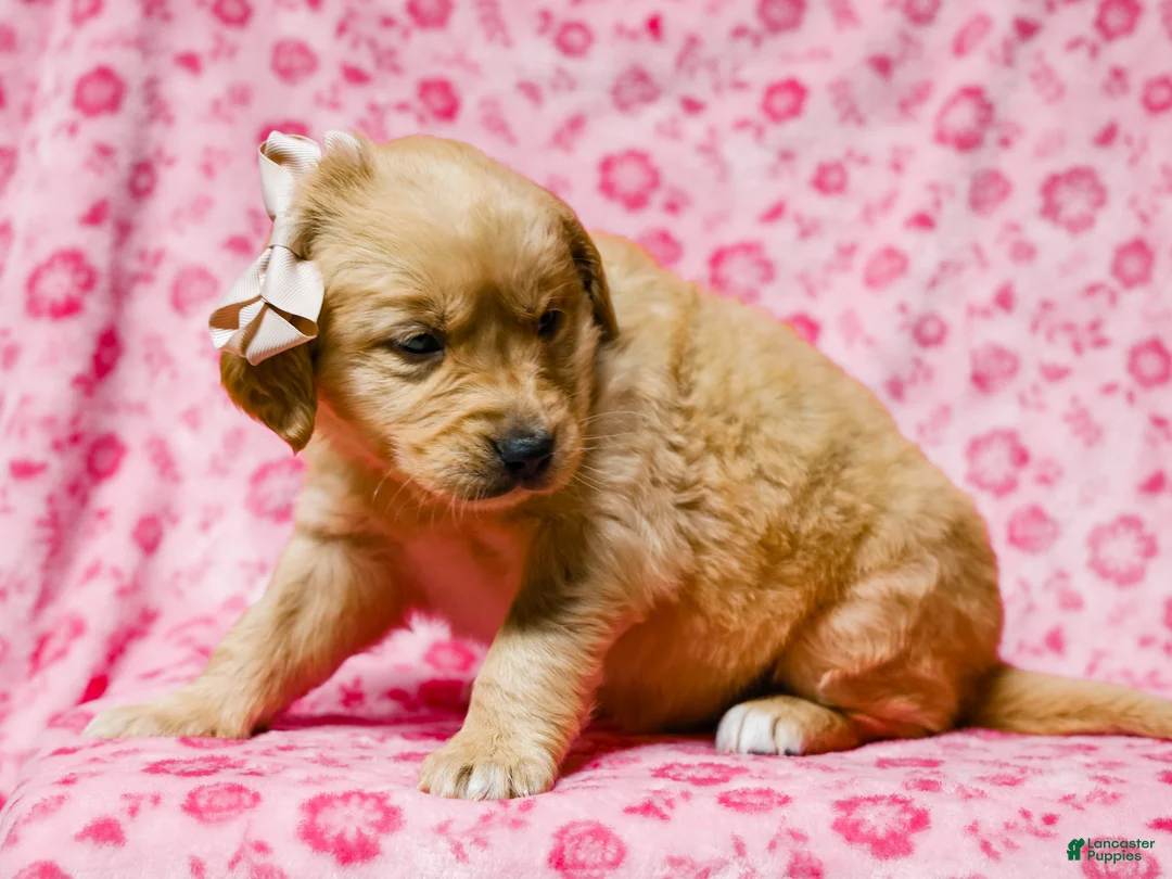 Golden Retriever dogs for sale: Dahlia Golden Retriever Puppy 7 - Ad 5