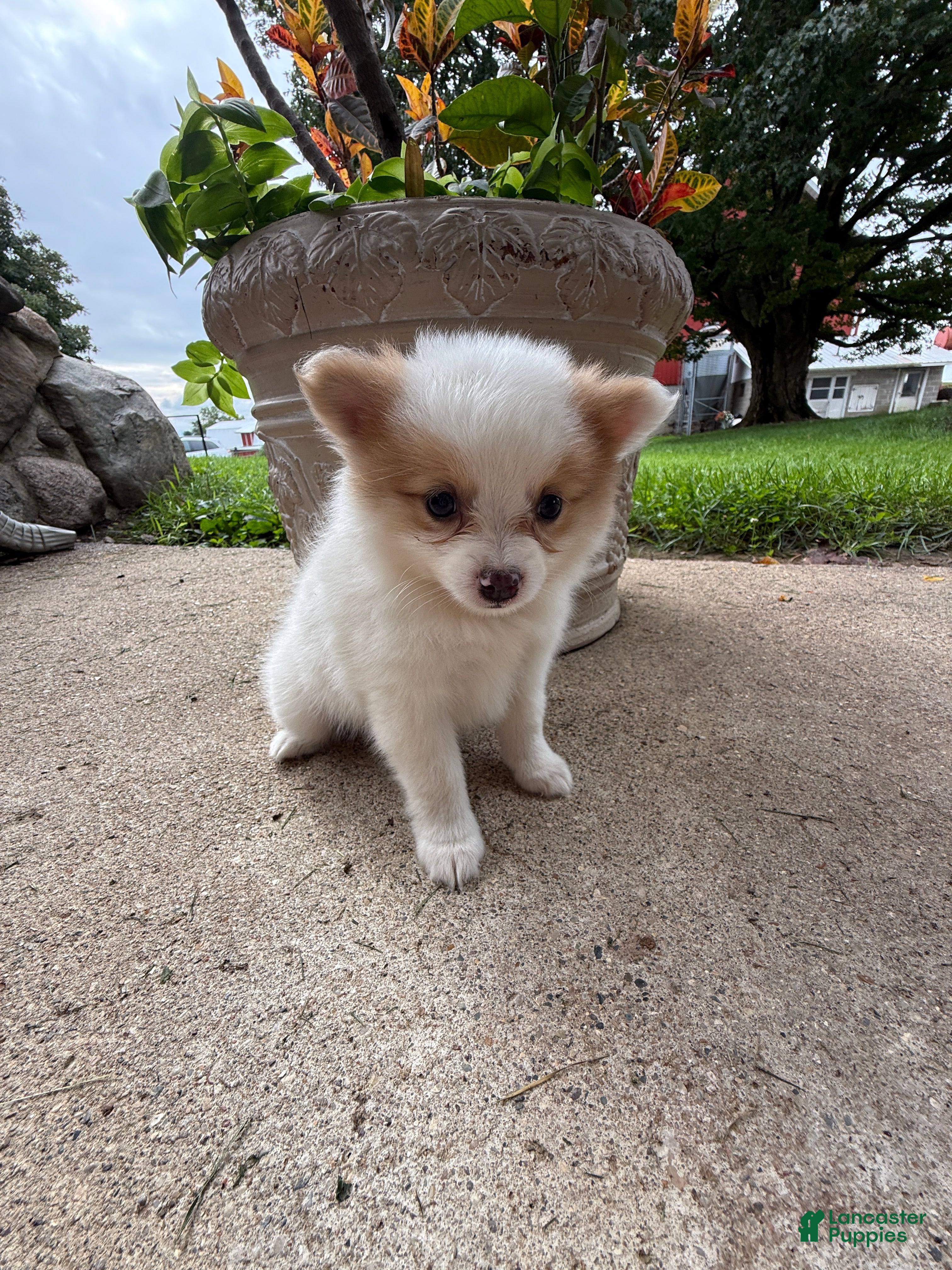Pomeranian dogs Rudy - Ad 2