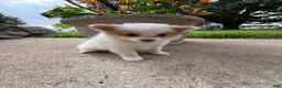 Pomeranian dogs for sale: Rudy - Ad 6