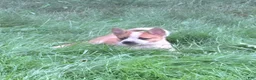 Australian Cattle Dog dogs for sale: Clancie - Ad 4