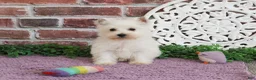 West Highland Terrier dogs for sale: Caroline - Ad 10
