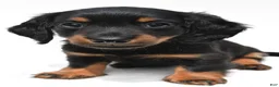 Miniature Dachshund dogs for sale: Kody - Ad 4
