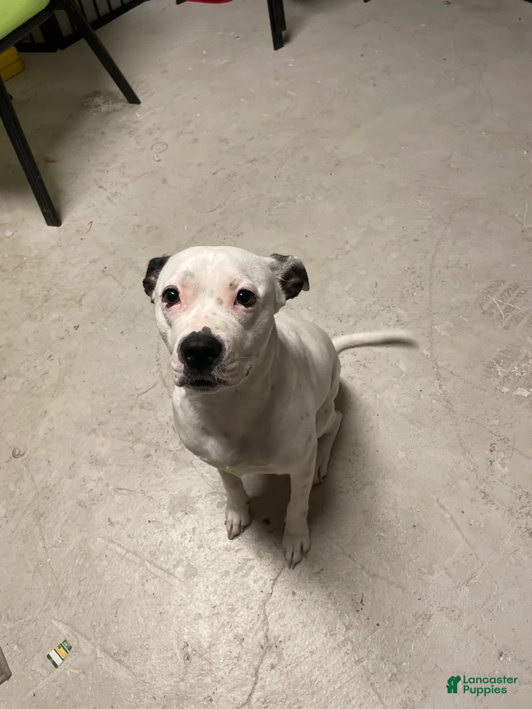 American Pit Bull Terrier dogs for sale: Pit bull (Jamie)  - Ad 2