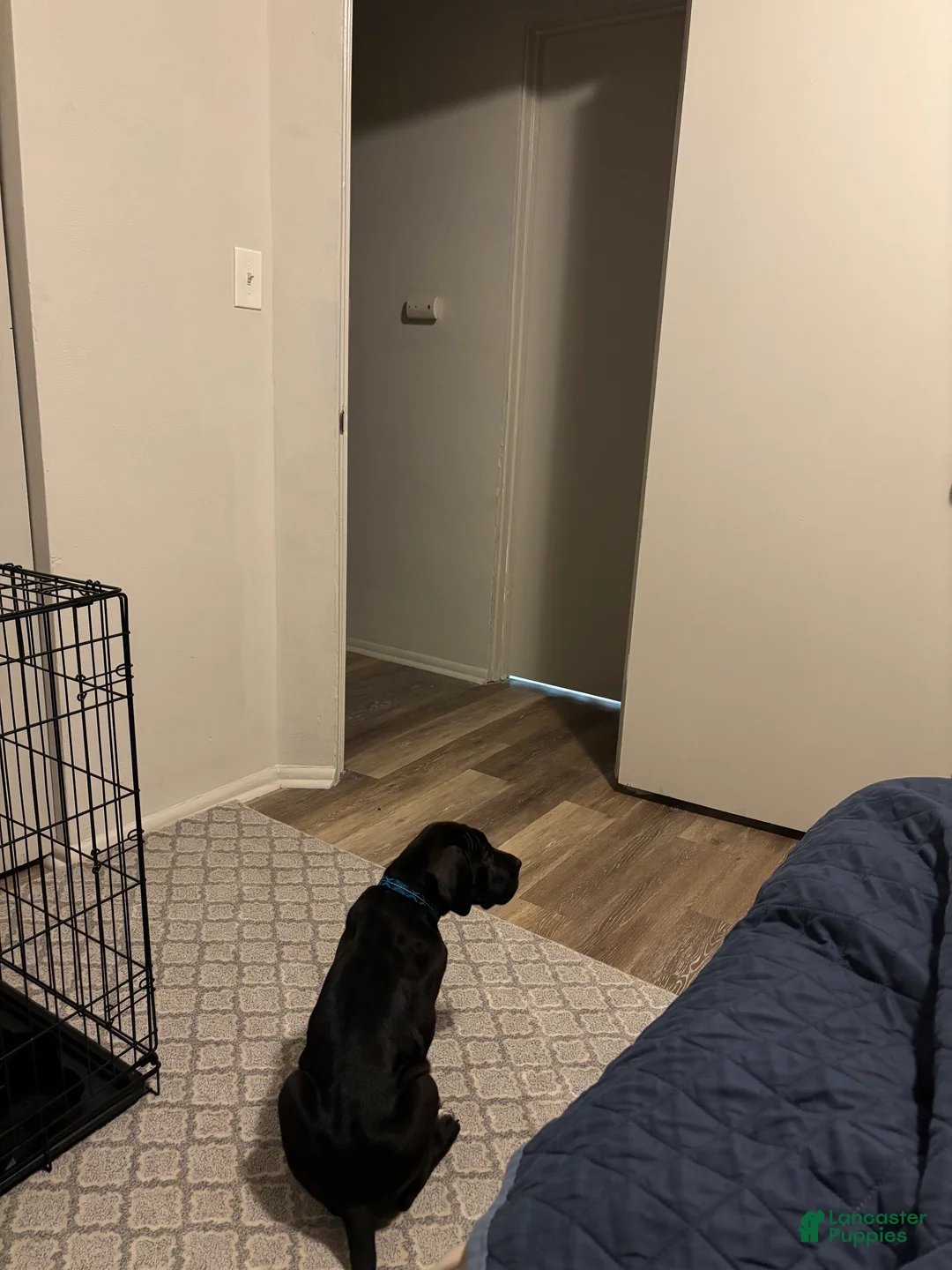 Great Dane dogs for sale: Great Dane Puppy 1 - Ad 2