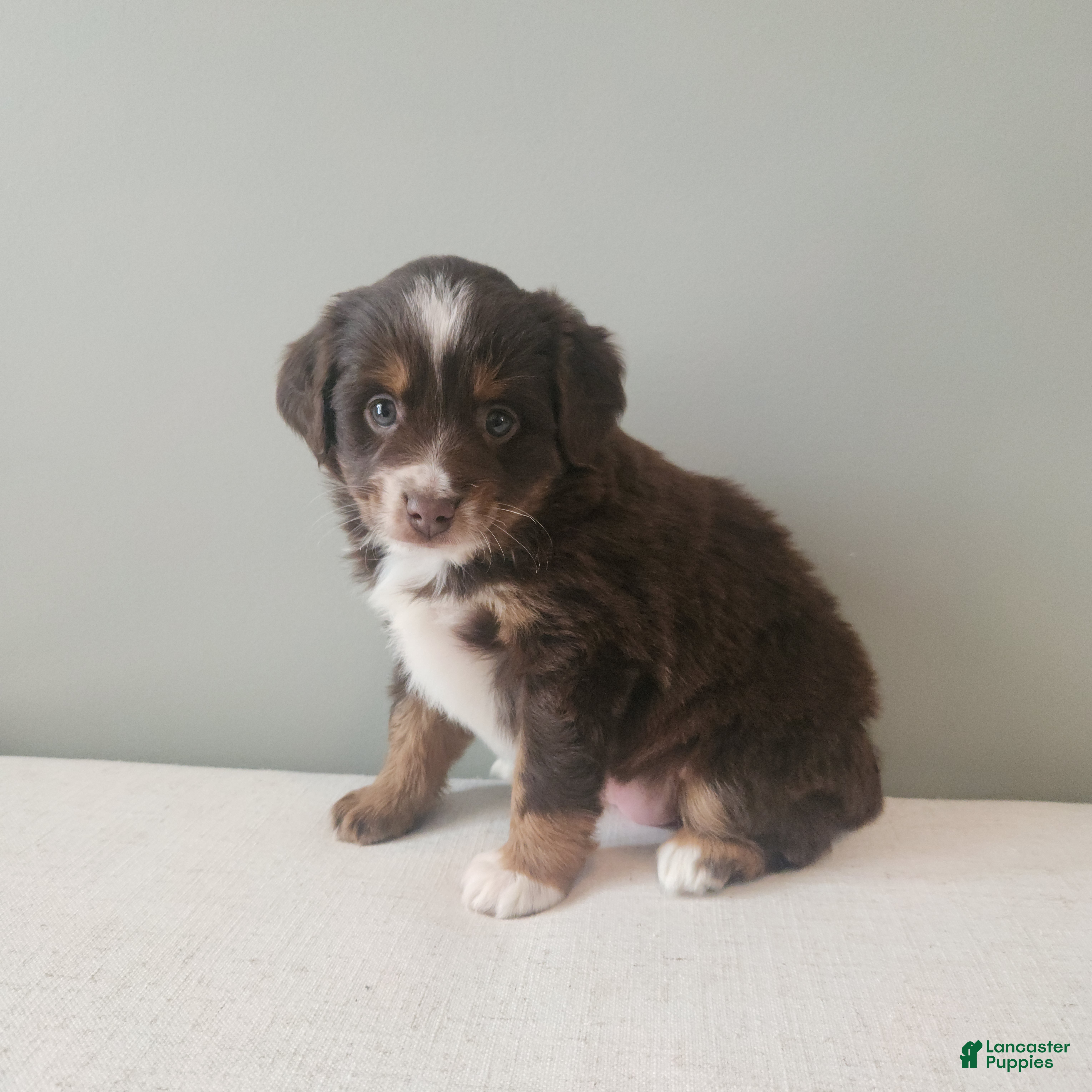 Mixed Breed dogs Prancer - Ad 14