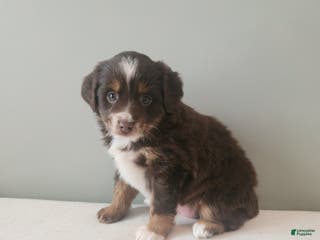 Mixed Breed dogs Prancer - Ad 14