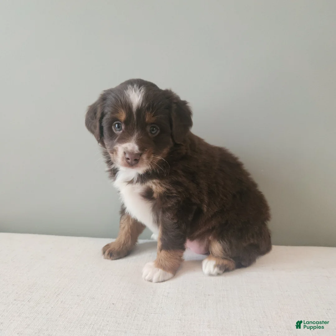 Miniature Australian Shepherd dogs for sale: Prancer - Ad 1