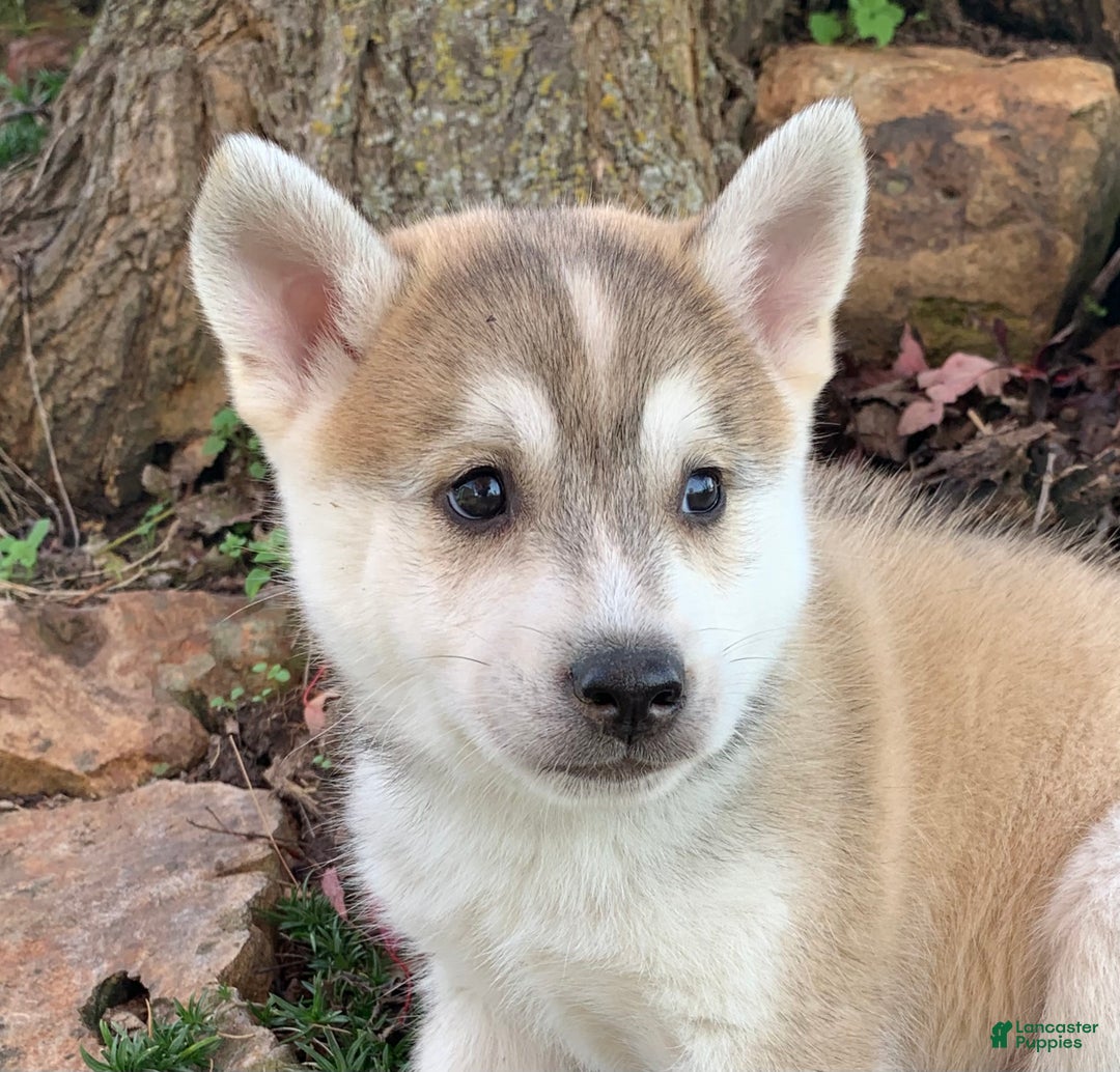 Alaskan Klee Kai dogs for sale: Happy Timber~! - Ad 7