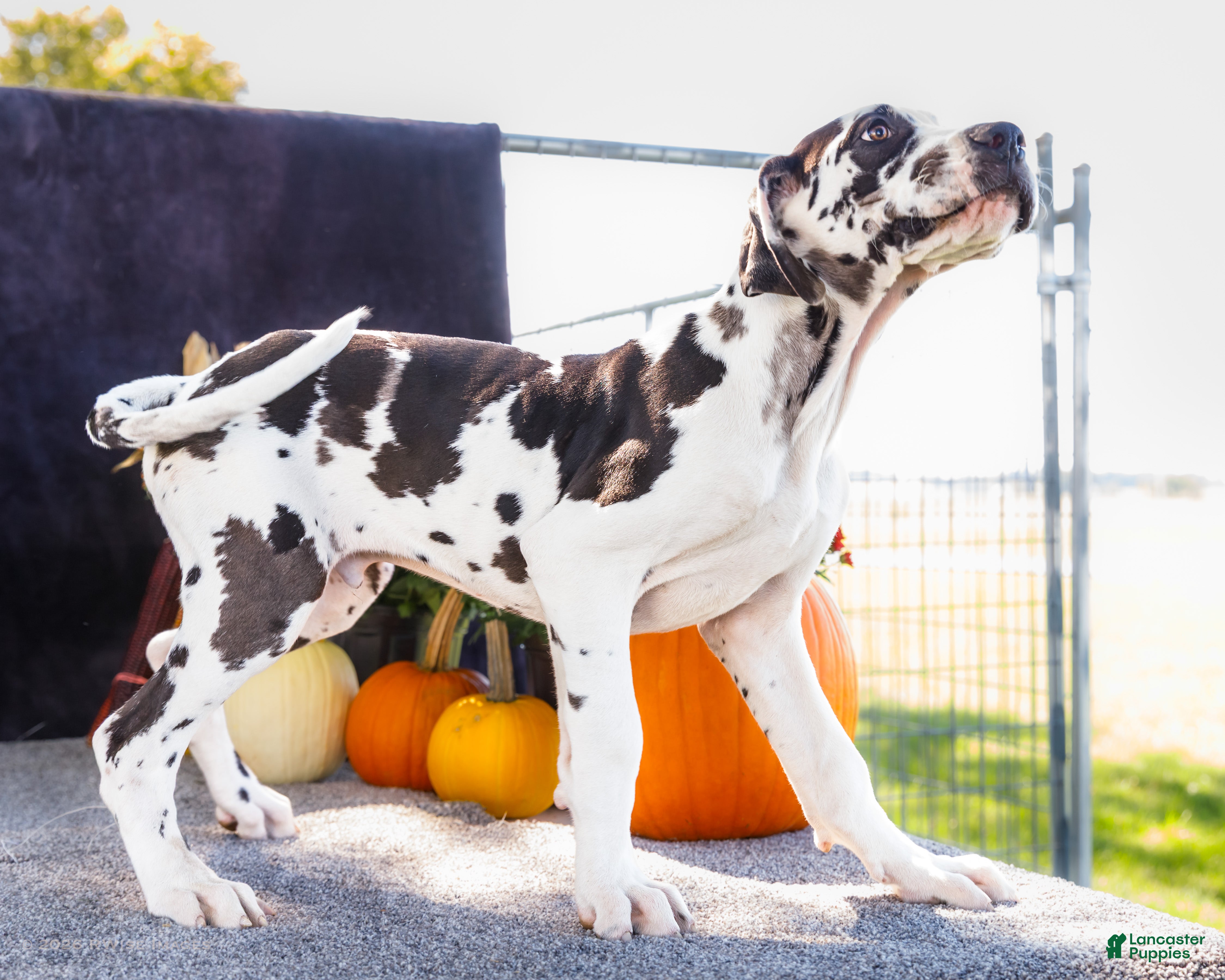 Great Dane dogs Chester - Ad 2