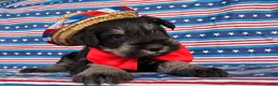 Miniature Schnauzer dogs for sale: Kayla Miniature Schnauzer  - Ad 7