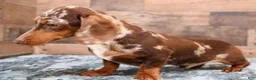 Miniature Dachshund dogs for sale: Petal blue/tan pied smooth f - Ad 5