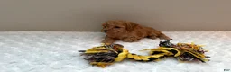 Toy Poodle dogs for sale: Teacup Toy Poodle boy  - Ad 6