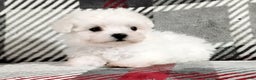 Maltese dogs for sale: Milo - Ad 3