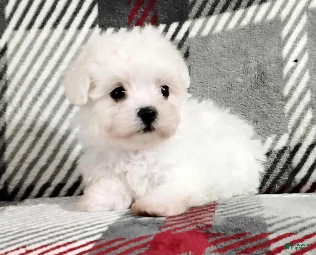 Maltese dogs for sale: Milo - Ad 3