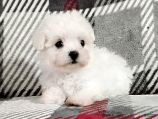 Maltese dogs Milo - Ad 35