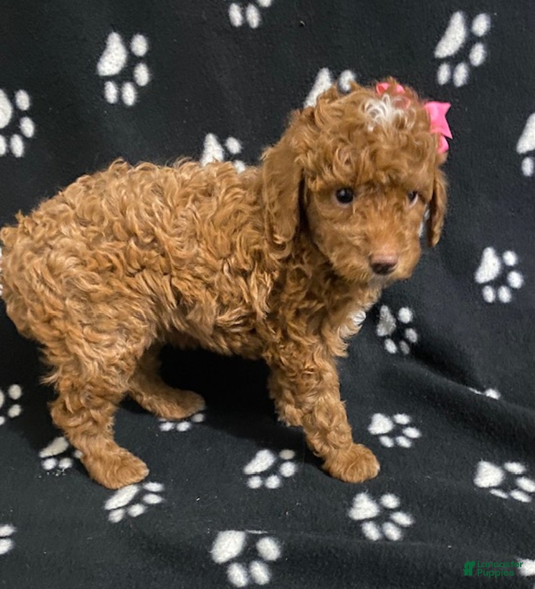 Miniature Poodle dogs for sale: Brook - Ad 1