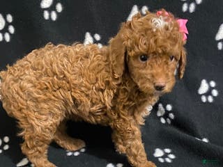 Miniature Poodle dogs Brook - Ad 25