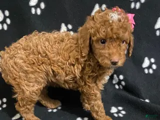 Miniature Poodle dogs Brook - Ad 39