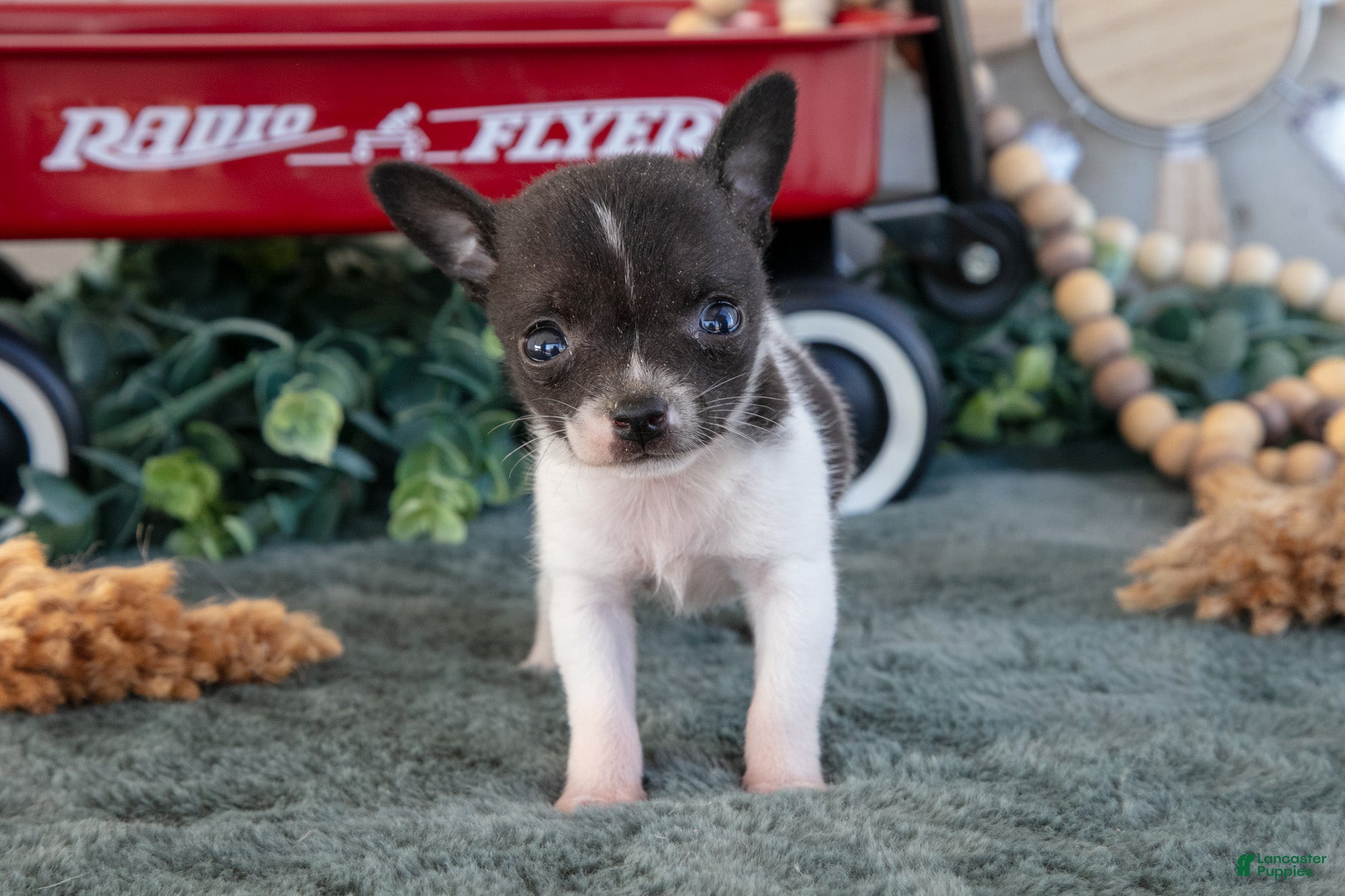Chihuahua dogs Teeny - Ad 2