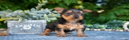 Yorkshire Terrier dogs for sale: Kaylee - Ad 1