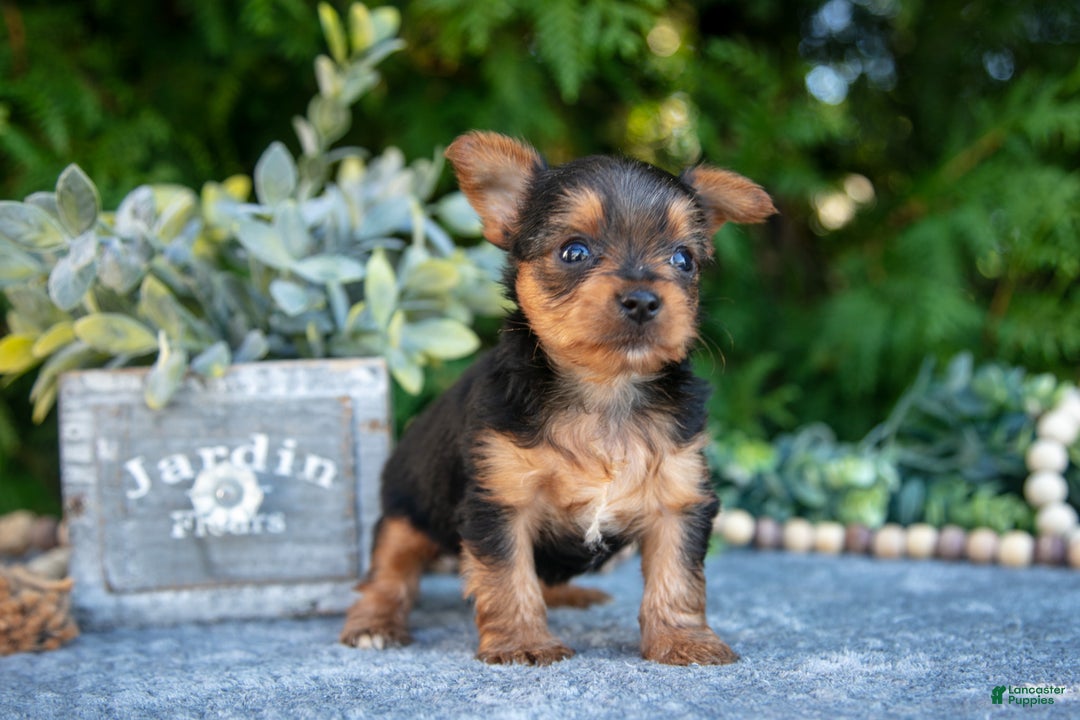 Yorkshire Terrier dogs for sale: Kaylee - Ad 1