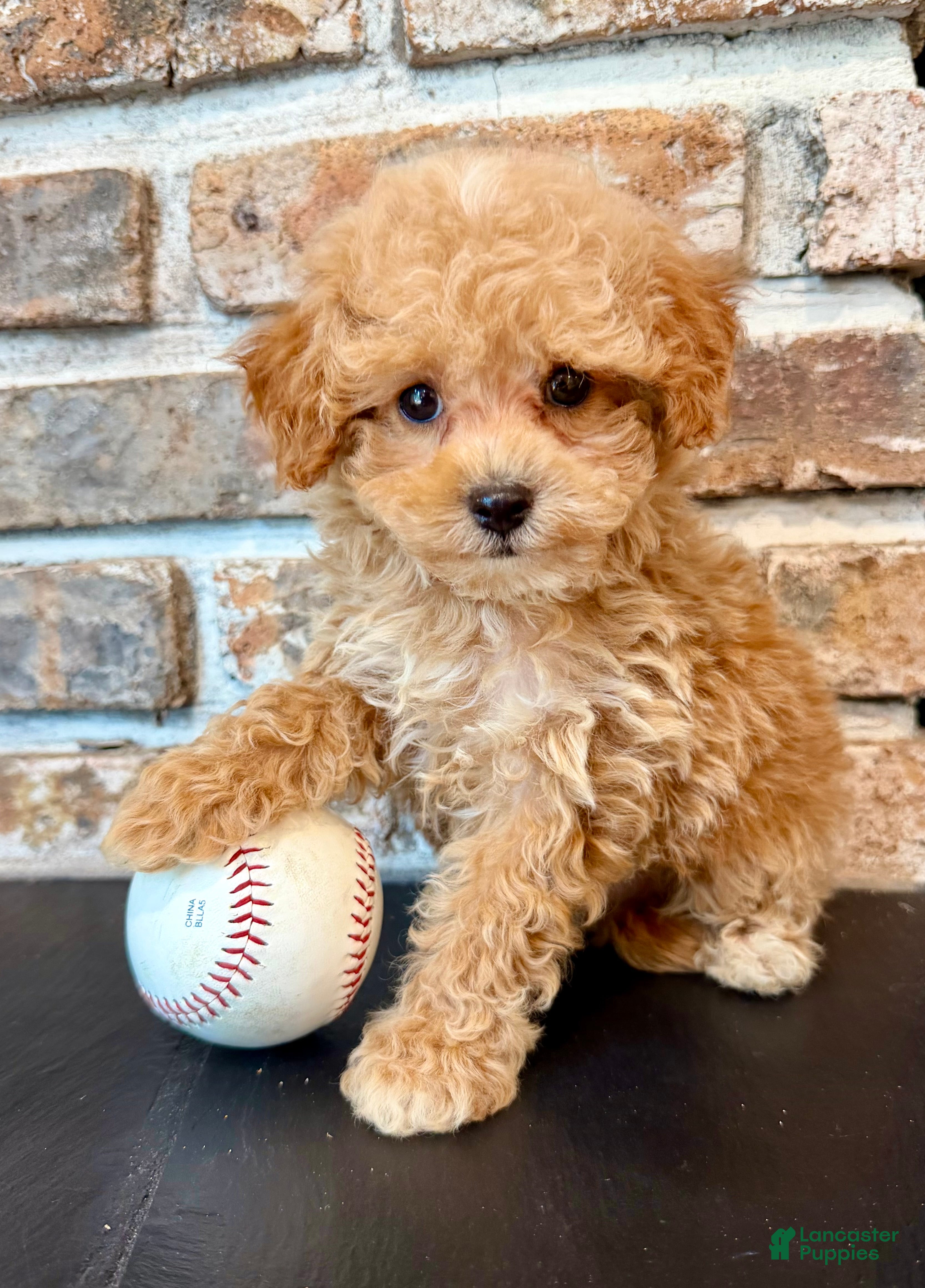 Cavapoo dogs Slugger - Ad 1