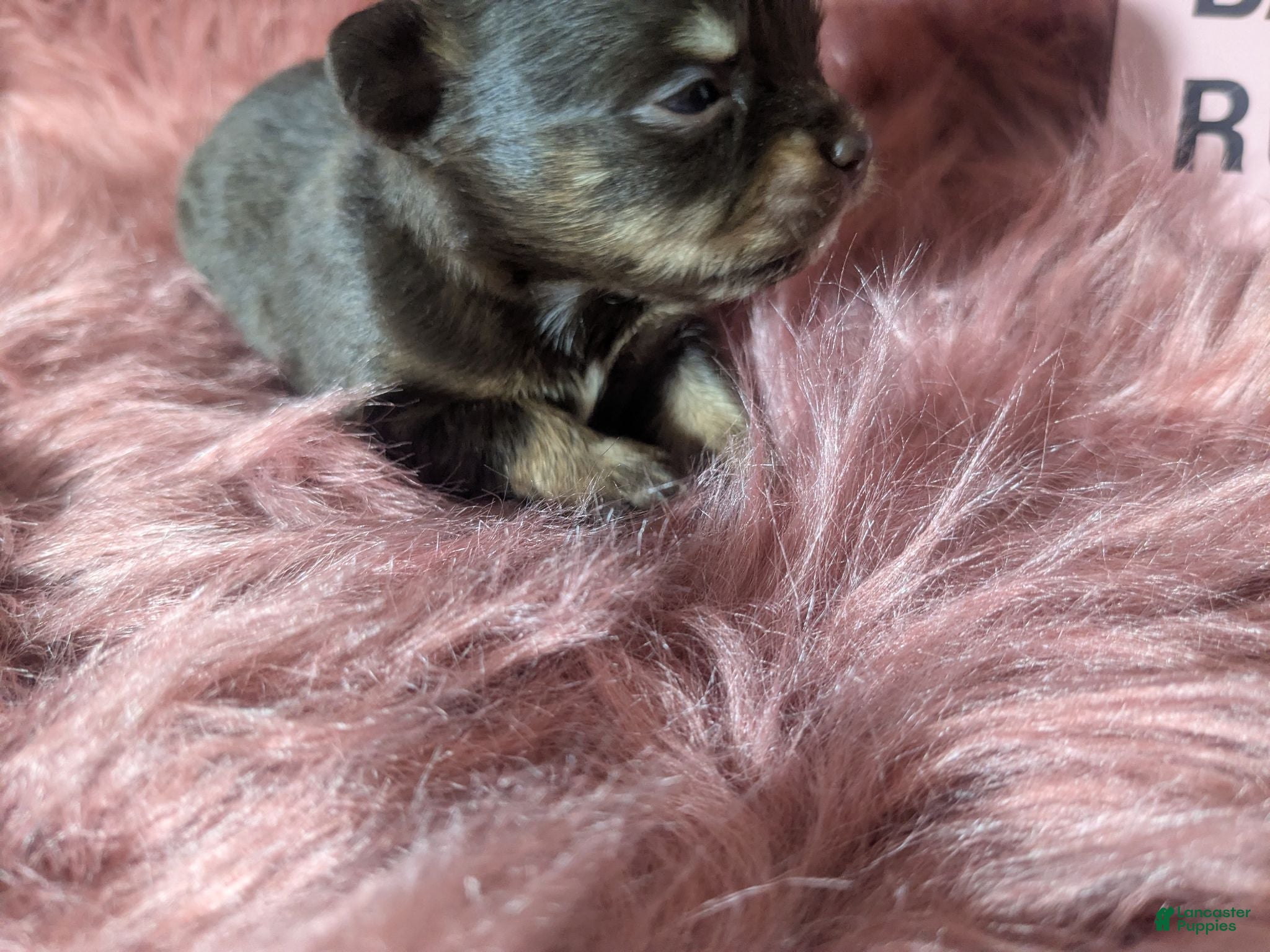 Chihuahua dogs Baby Ruth LC Female  - Ad 10