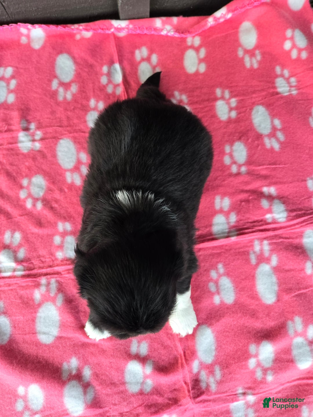 Pekingese dogs for sale: Wednesday  - Ad 9