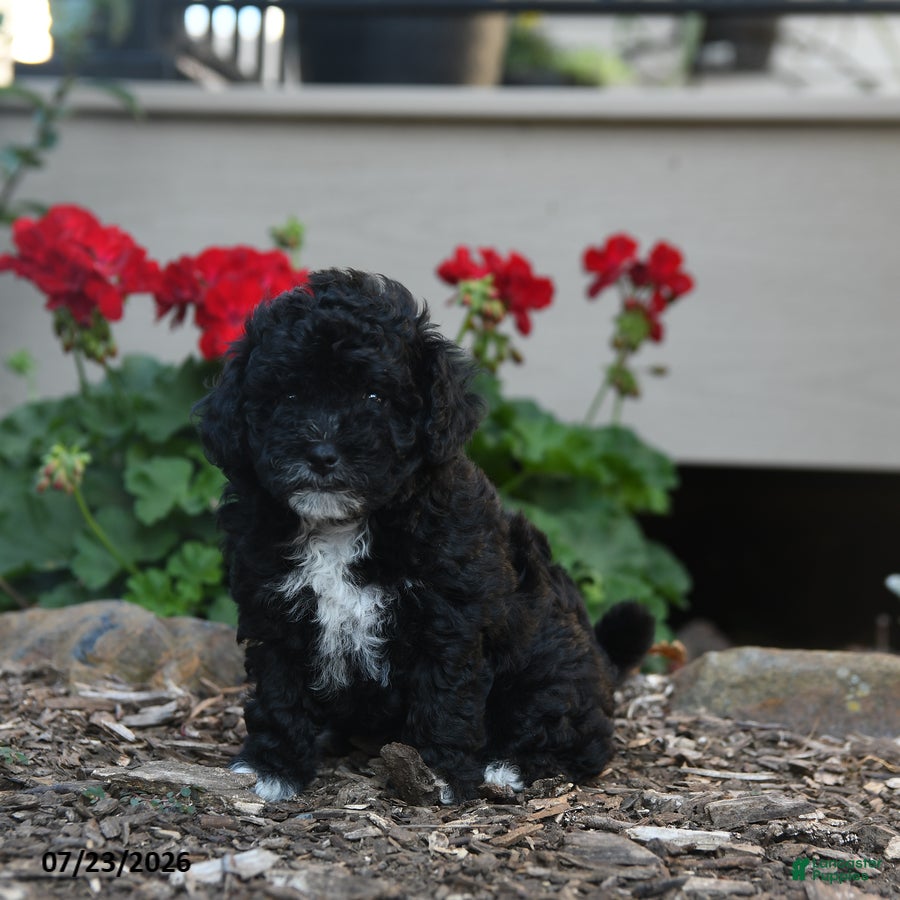Havapoo dogs Shelly - Ad 2