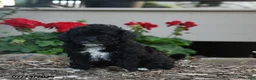 Havapoo dogs for sale: Shelly - Ad 2