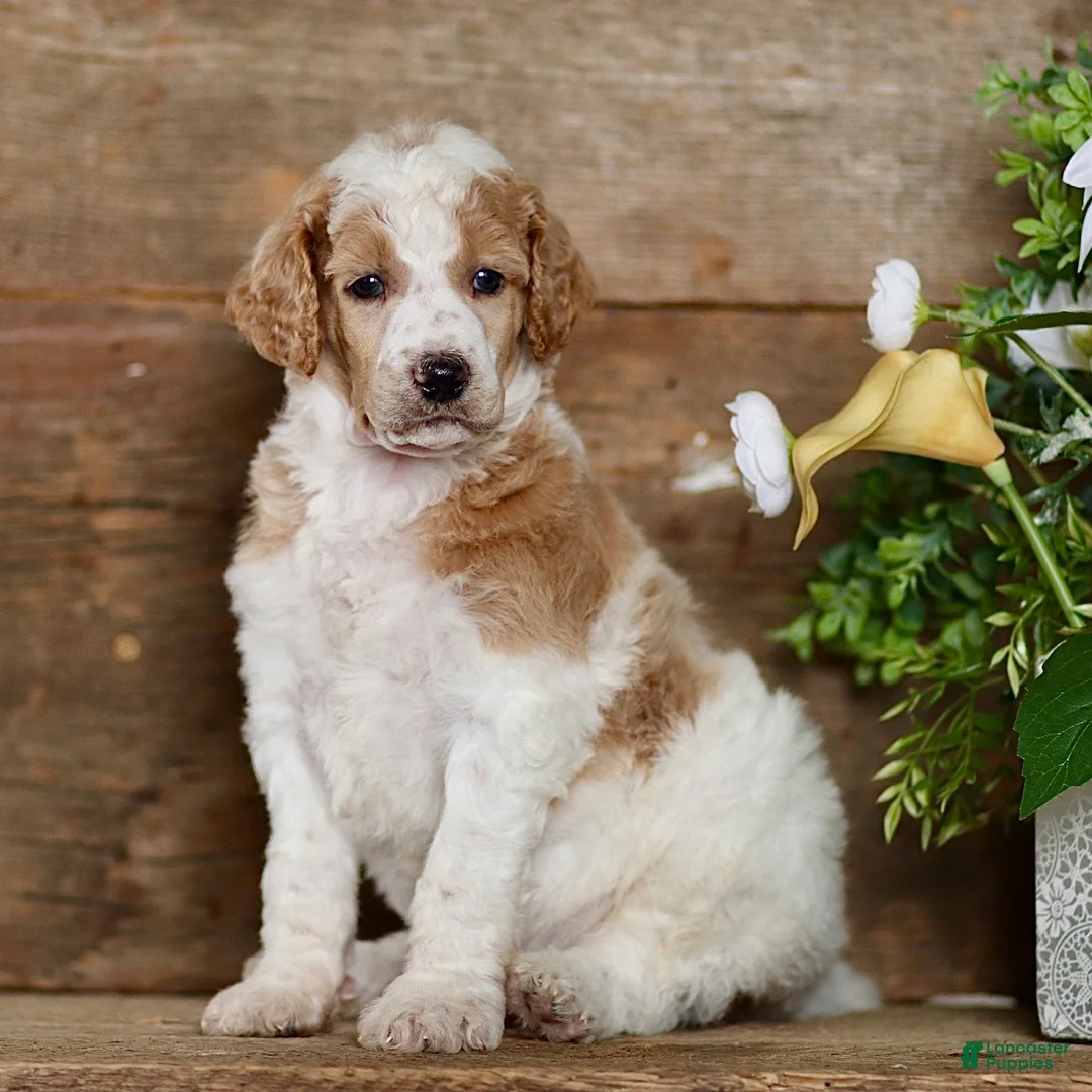 Standard Poodle dogs for sale: Tucker - Ad 2