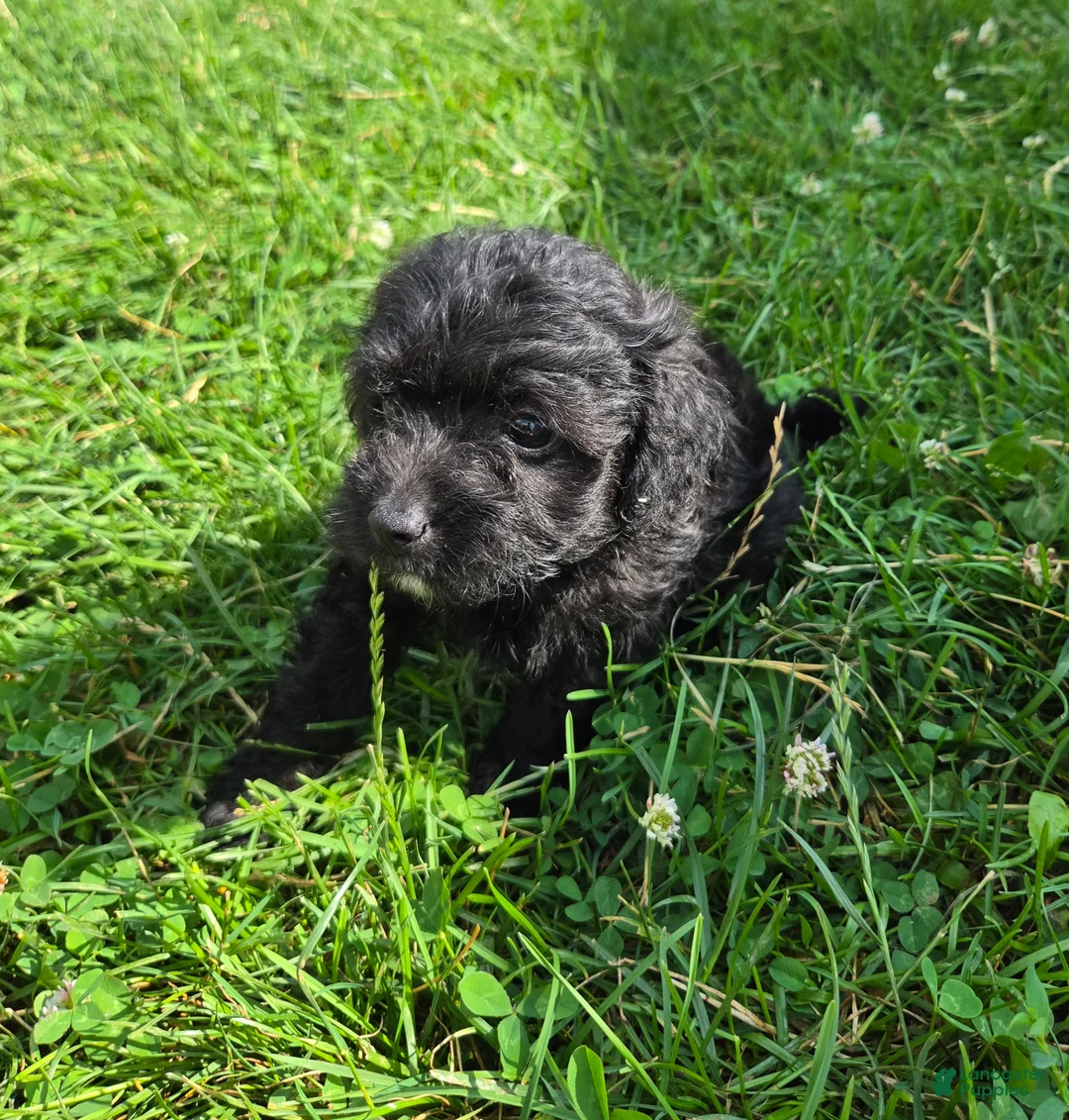 Cavapoo dogs for sale: Smokey - Ad 2