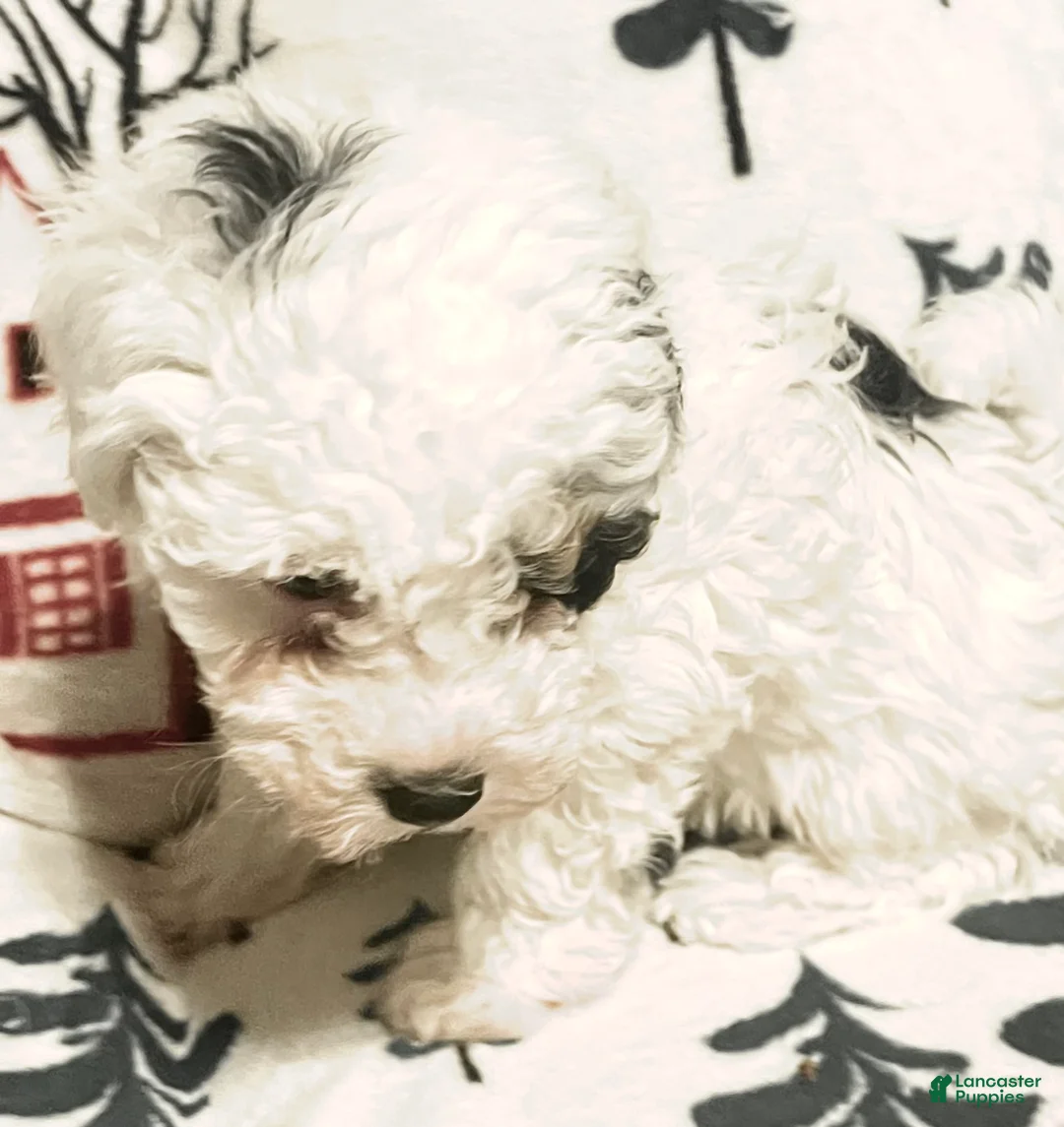 Toy Poodle dogs for sale: Toy Poodle Puppy 1 - Ad 3