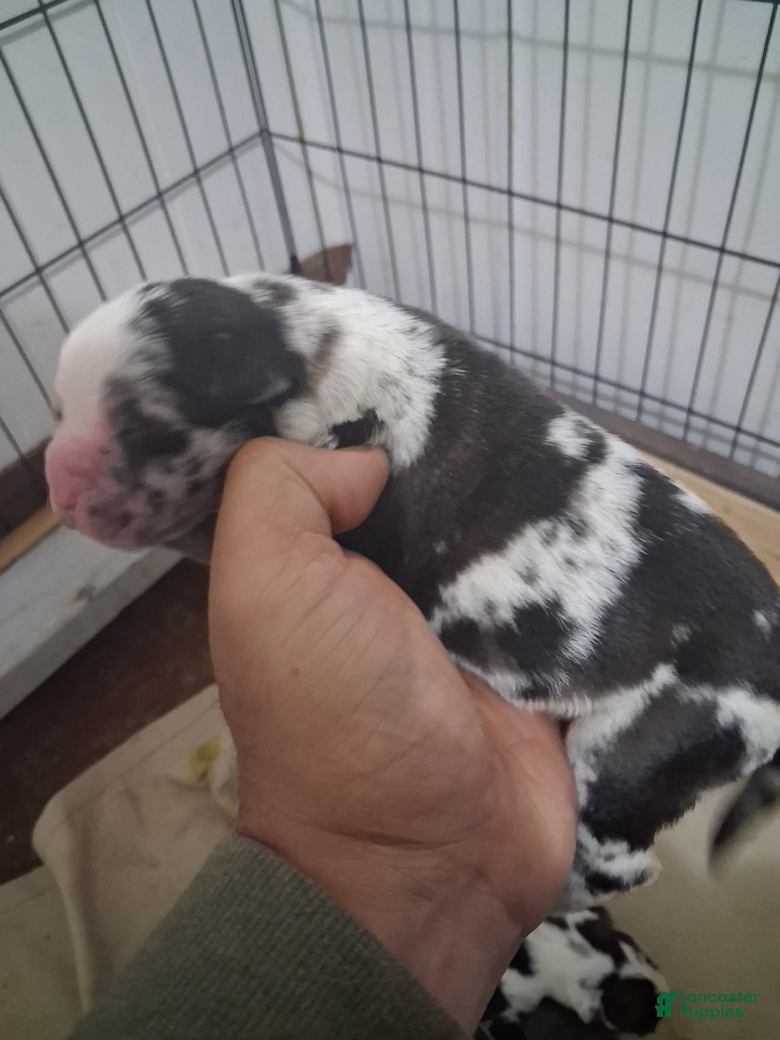 Cane Corso dogs Oreo - Ad 25